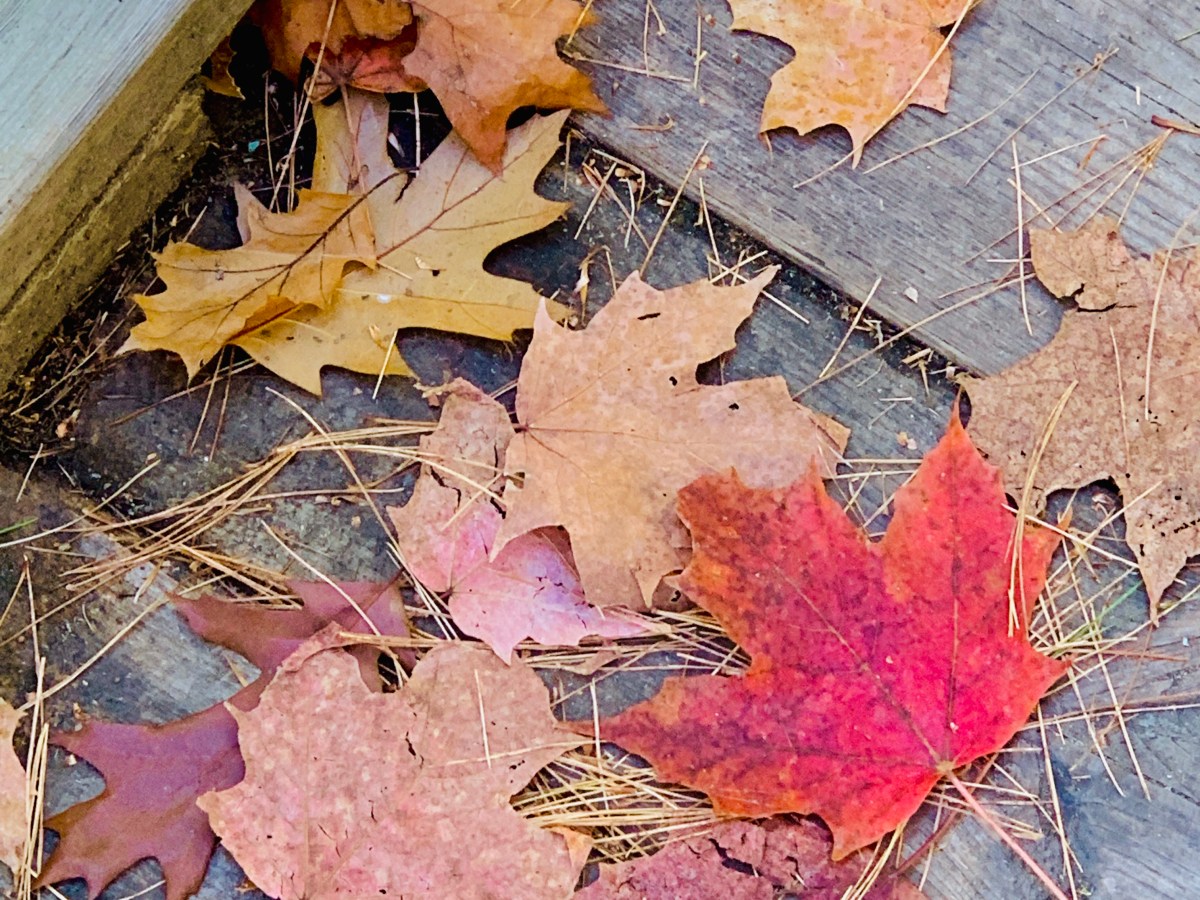 Misogyny within the Pakistani&nbsp;community